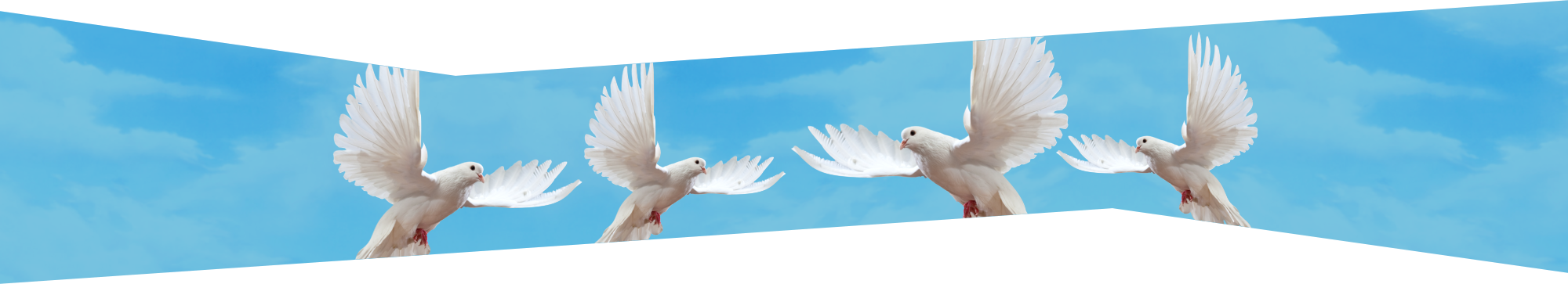 doves flying